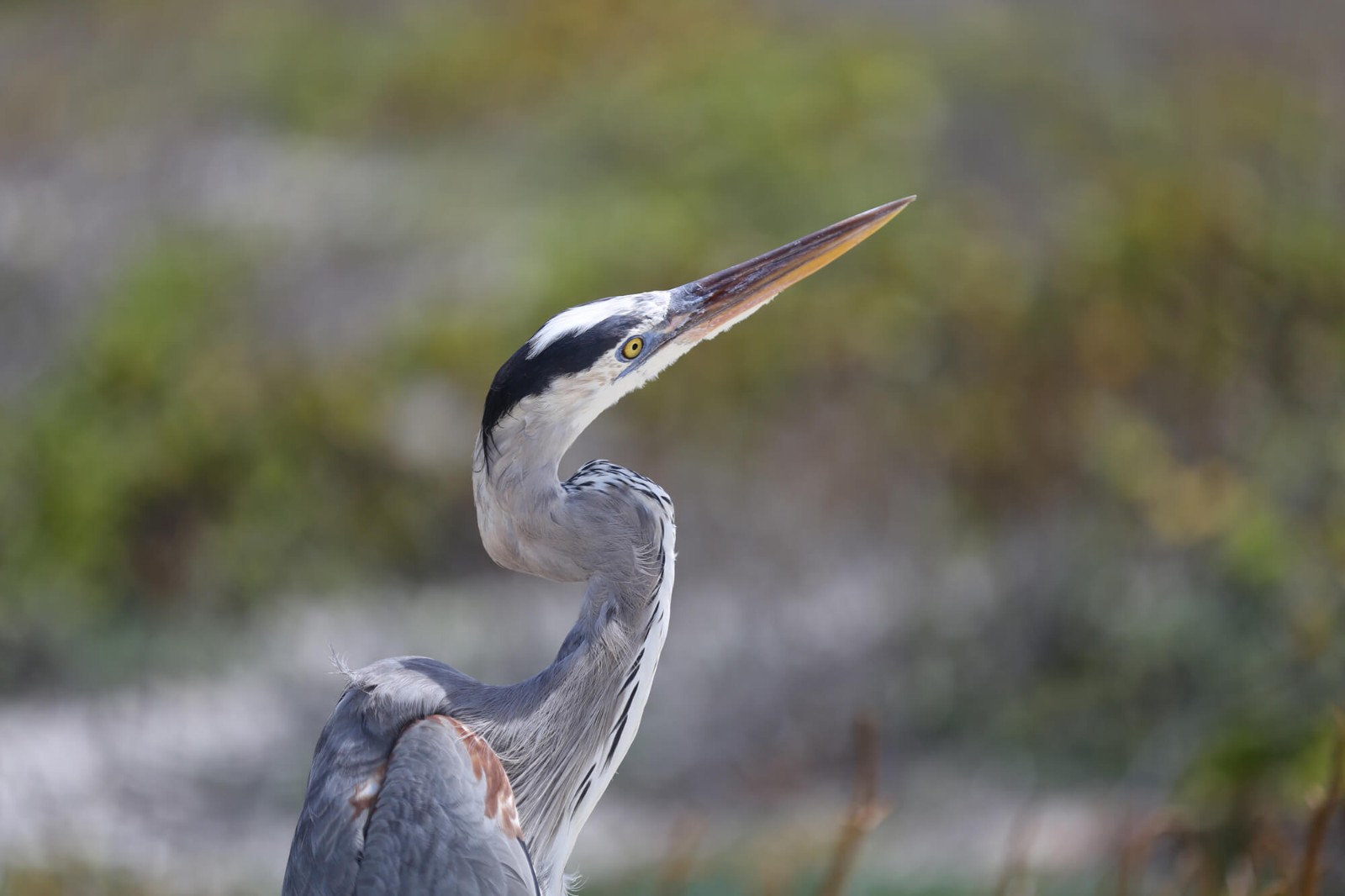 Great blue heron, Galapagos